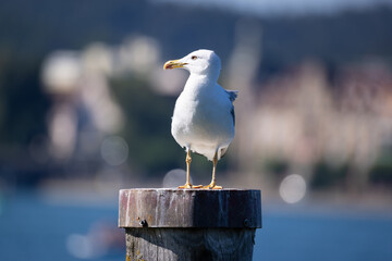 huge white-blue seagull with yellow eyes, looking to the side stands on a wooden pole and looks out for prey fish in the water or insects blurred background in sunshine