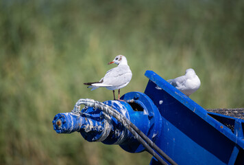 rusty-brown-white Arctic tern looking to the left, standing on a blue metal suspension bridge, lots of feces on the blue metal and air pressure tubes, during the day without people