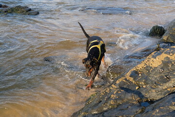 Doberman at Harlyn Bay just before sunset late September Cornwall UK