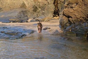 Doberman at Harlyn Bay just before sunset late September Cornwall UK