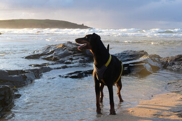 Doberman at Harlyn Bay just before sunset late September Cornwall UK
