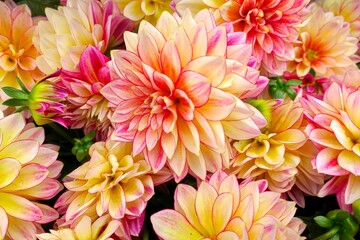 Closeup of multicolored pink and yellow dahlia flowers