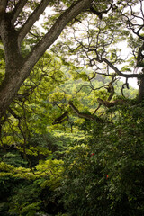 Oahu, Hawaii Tree Landscape 