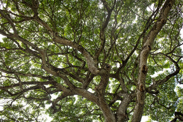 Oahu, Hawaii Tree Landscape 