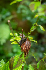 Snail on green branch