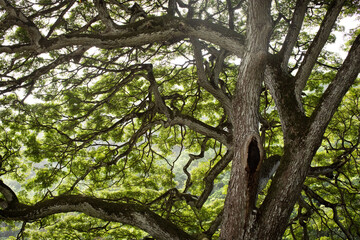 Oahu, Hawaii Tree Landscape 