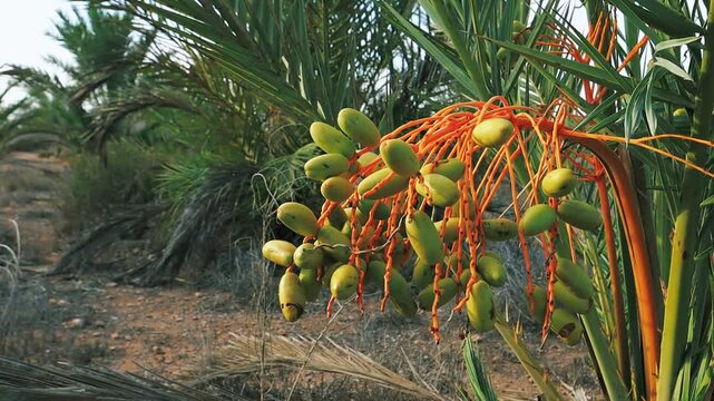 Cluster of Unripe dDtes Hangs From Date Palm Tree in an Orchard, Swaying Gently in Breeze Under Warm Sun, Beauty of Nature And Agricultural Growth
