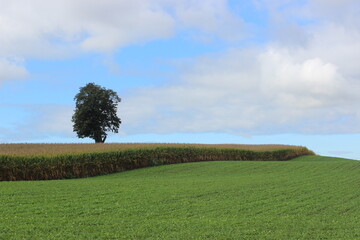 A tree in the corn field 