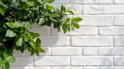 Obraz premium A segment of a white brick wall adorned with fresh green leaves, creating a pleasant contrast between the natural and man-made elements, suggesting harmony and freshness.