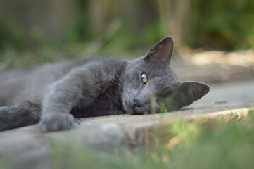 grey cat laying on the floor
