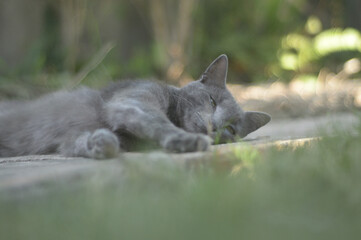 grey cat laying on the floor