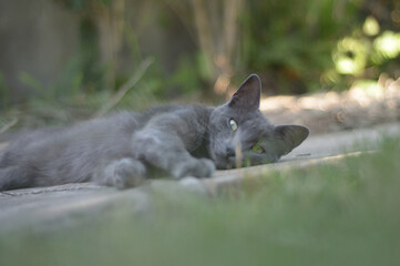 grey cat laying on the floor