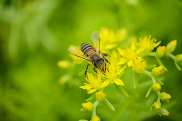 A close-up photo of a bee.