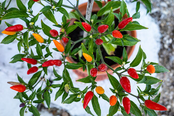 Red Orange Chili Plant