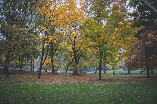 autumn in the park