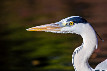 Portrait of Grey Heron (Ardea cinerea) in Dublin, Ireland, often seen in wetlands and rivers.