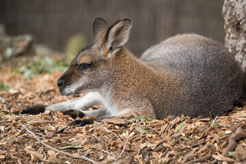 A close-up photo of a Kangaroo.
