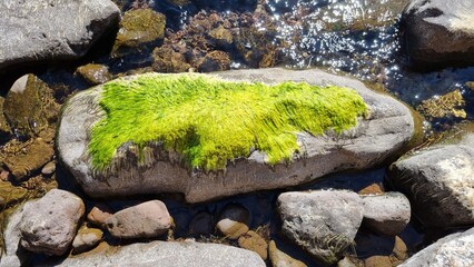 Large smooth rock partially covered with bright green moss in a shallow stream.
