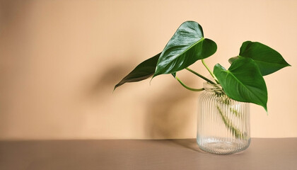Philodendron plant on beige background