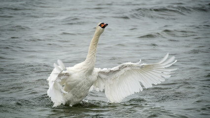 Fototapeta premium a swan spreads his wings, stretches his neck and splashes 