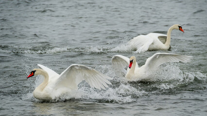 Obraz premium Two swans are struggling and fighting at the water with spreaded wings