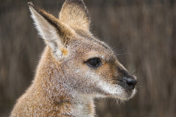 A close-up photo of a Wallaby.