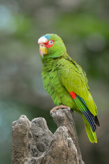 Naklejka premium A close-up photo of a White-Fronted Amazon bird.