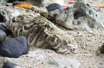 A close-up photo of corals taken at a beach.