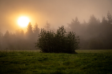 Small stand of young alder trees enveloped in fog as the sun rises behind a fir forest. Atmospheric look and feel to this rural scene located on an island in the Pacific Northwest.