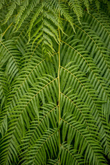 Background of fresh green fern plant leaves.