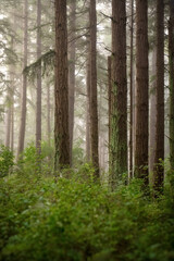 Fir forest standing tall on a foggy morning in the Pacific Northwest. Atmospheric look and feel in this dense Douglas fir forest as the fog drifts in to envelope the countryside.