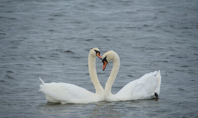 Obraz premium two loving swans build a heart of their necks