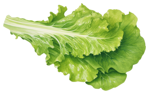 PNG Salad Rocket vegetable lettuce plant.