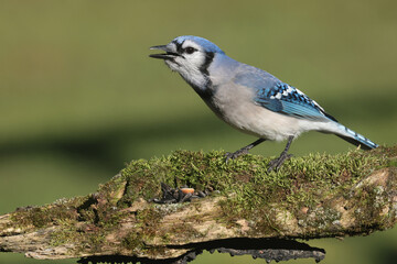 Blue Jay in late fall
