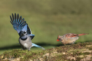 Female Northern Cardinal threatening Jays, chasing them off in later summer