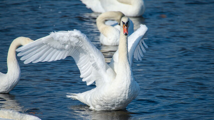 Naklejka premium a swan spreads his wings, stretches his neck and splashes 