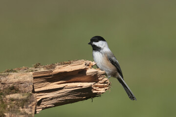 Black capped chickadee in late summer perched on stump