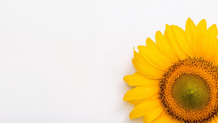 Closeup of a Sunflower on a White Background with Copy Space