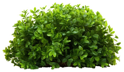 PNG  Green bush plant hedge herbs.