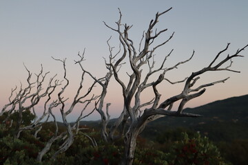 Ominous creepy barren trees in Julian California