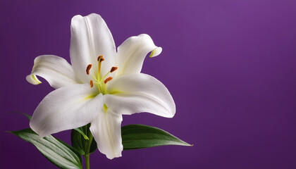White lily flower isolated on purple background