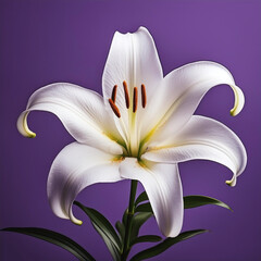 White lily flower isolated on purple background