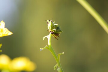 Yellow jacket bees on a flower bud on a sunny day 