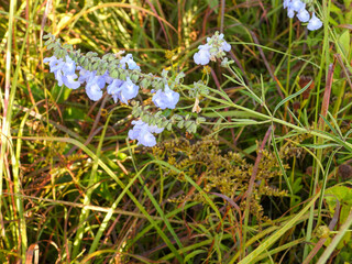Salvia azurea  Wild Blue Sage Native North American  Prairie Wildflower