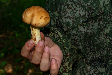 A child's hand holds a butter mushroom, freshly picked