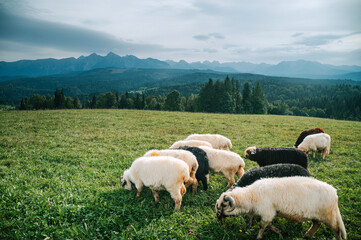 Obraz premium Mountain Meadows: Celebrating Dairy Sheep Farming in Poland and Slovakia