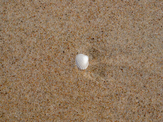 Top view of a seashell in the sand.