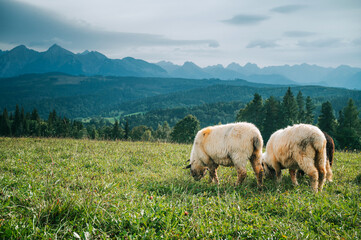 Sheep Flourishing on Fertile Pastures with the Spectacular High Tatras Towering Behind: An Insight into the Dairy Farming Life in Slovakia and Poland