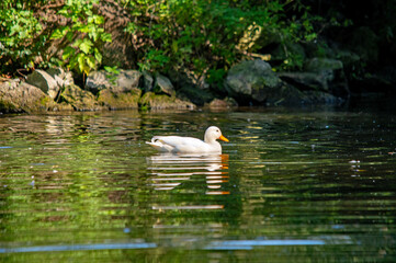 Eine junge weiße Ente auf dem Wasser