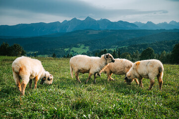 Fototapeta premium Sheep Grazing on Lush Green Fields with the Enchanting High Tatras as a Scenic Backdrop: Exploring the Dairy Farming Practices of Slovakia and Poland